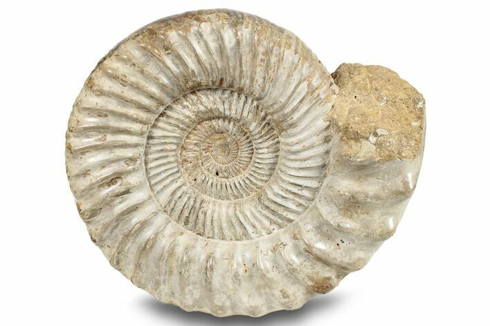 Jurassic Ammonite (Kranosphinctes?) Fossil - Madagascar #253205